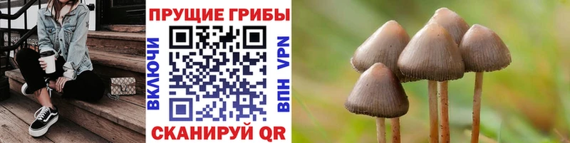 Псилоцибиновые грибы Psilocybine cubensis  Пустошка 